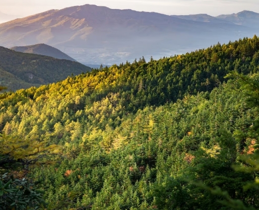 Verra �l������µ� VCS �����Թ���